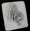 Agaricocrinus Crinoid Fossil - Crawfordsville #20842-1